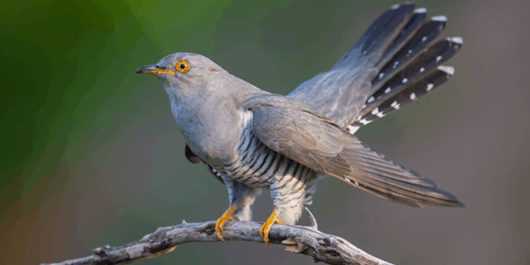Come gli uccelli si adattano all’urbanizzazione dei territori: Torino è un rifugio verde per i volatili forestali