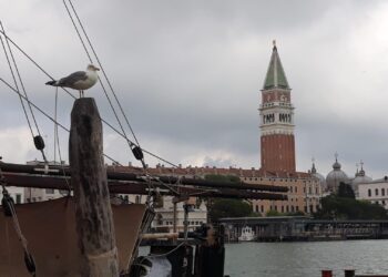 Gabbiano reale a Venezia: monitoraggio, ricerca e partecipazione per una convivenza pacifica