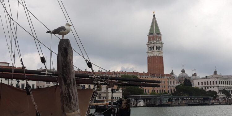 Gabbiano reale a Venezia: monitoraggio, ricerca e partecipazione per una convivenza pacifica