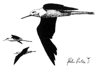 Nuova edizione del libro “I Cavalieri della Grande Laguna” – Un tributo a Fulco Pratesi, fondatore del WWF Italia