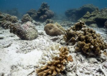 Marevivo, la biodiversità marina è la prima vittima dell’overtourism