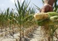 L’impatto della siccità sugli ecosistemi compromette l’equilibrio ecologico