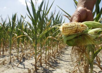 L’impatto della siccità sugli ecosistemi compromette l’equilibrio ecologico