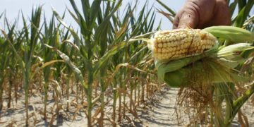 L’impatto della siccità sugli ecosistemi compromette l’equilibrio ecologico