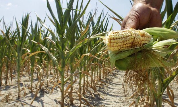 L’impatto della siccità sugli ecosistemi compromette l’equilibrio ecologico