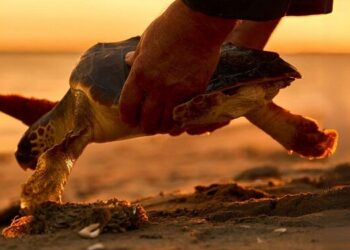 Fondazione Cetacea, conferenza di presentazione di tutti gli eventi di “INTO THE BLUE – Sea Life Fest 2025” in corso fino al 15 giugno