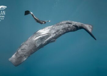 Scopri l’edizione 2025 di Ocean Film Festival World Tour Italia con 21 proiezioni ad ottobre e novembre!