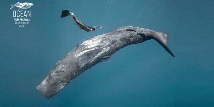 Scopri l’edizione 2025 di Ocean Film Festival World Tour Italia con 21 proiezioni ad ottobre e novembre!