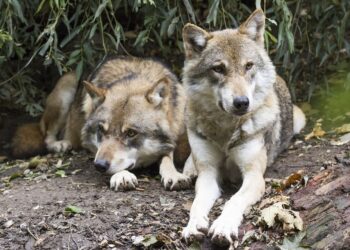 Declassamento del lupo, le associazioni non mollano e scrivono all’Unione Europea: “Ascoltate la scienza e sostenete il lupo”