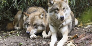 Declassamento del lupo, le associazioni non mollano e scrivono all’Unione Europea: “Ascoltate la scienza e sostenete il lupo”