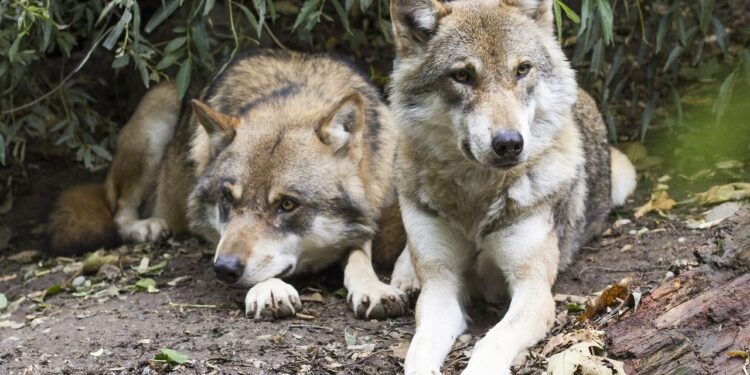 Declassamento del lupo, le associazioni non mollano e scrivono all’Unione Europea: “Ascoltate la scienza e sostenete il lupo”
