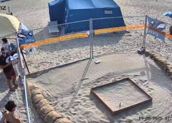 Aggiornamento sul nido di tartaruga marina a Riccione dopo il nubifragio di sabato notte