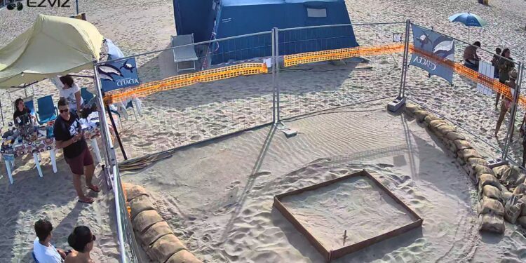 Aggiornamento sul nido di tartaruga marina a Riccione dopo il nubifragio di sabato notte