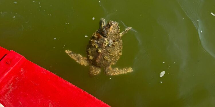 Emergenza tartarughe debilitate nel mare Adriatico, importante allarme della Fondazione Cetacea Onlus
