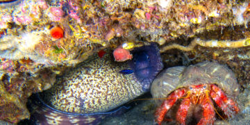 A Diamante presentazione ufficiale per l’inizio della Summer School sulla Posidonia Oceanica dell’Isola di Cirella