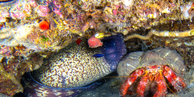 A Diamante presentazione ufficiale per l’inizio della Summer School sulla Posidonia Oceanica dell’Isola di Cirella