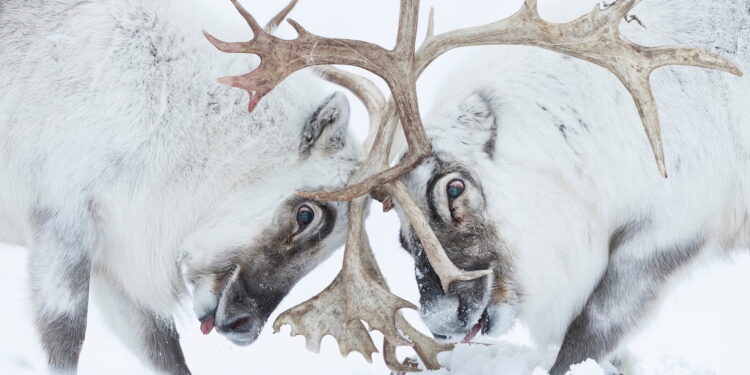 Una finestra sull’Artico: la mostra fotografica che documenta i cambiamenti dell’ambiente