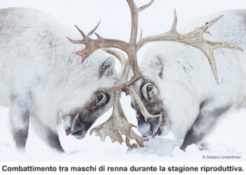 Una finestra sull’Artico: la mostra fotografica che documenta i cambiamenti dell’ambiente