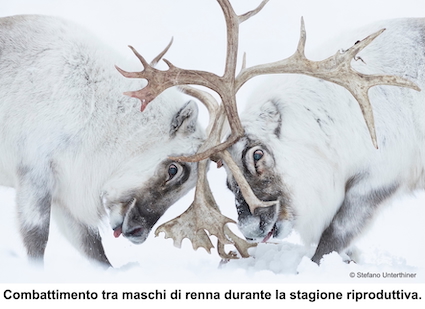 Una finestra sull’Artico: la mostra fotografica che documenta i cambiamenti dell’ambiente