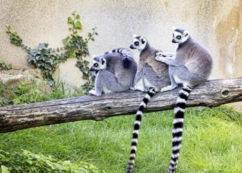 Al Museo Civico di Zoologia di Roma dal 15 novembre la mostra “Still Life” dedicata ai temi ambientali