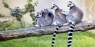 Al Museo Civico di Zoologia di Roma dal 15 novembre la mostra “Still Life” dedicata ai temi ambientali