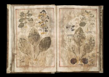 DIVÉRSI FRUCTI, COLORITI FIORI ET HERBA: gli erbari di Fra’ Fortunato da Rovigo e Fra’ Giuseppe da Spello