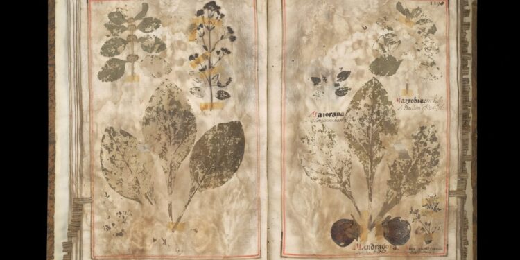 DIVÉRSI FRUCTI, COLORITI FIORI ET HERBA: gli erbari di Fra’ Fortunato da Rovigo e Fra’ Giuseppe da Spello