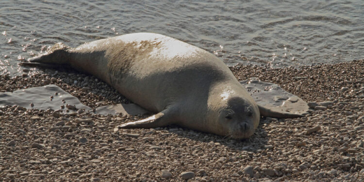 Conclusa la ricerca scientifica triennale per studiare la presenza della Foca monaca nel Mediterraneo, con particolare riferimento al Santuario Pelagos