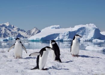 Negli ultimi cinquant’anni, la Groenlandia e l’Antartide hanno perso 11,3 mila miliardi di tonnellate di ghiaccio