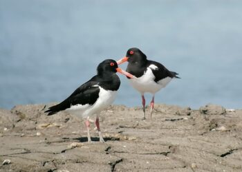 Atlante delle migrazioni animali: congresso internazionale con i massimi esperti mondiali